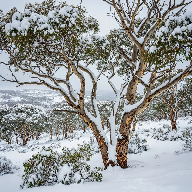 Winter Fridge Magnets