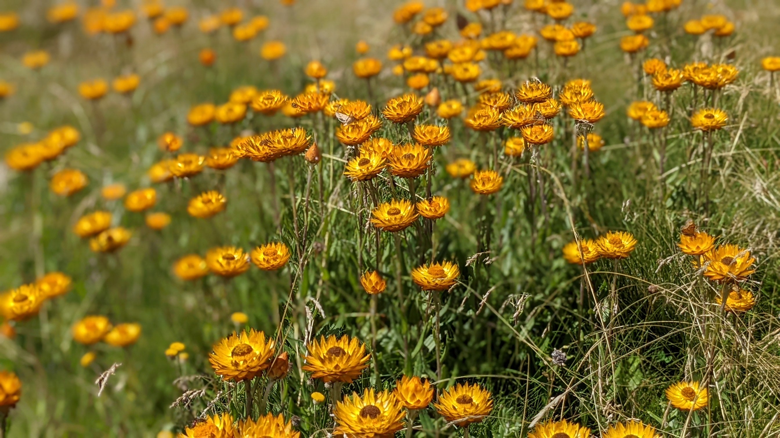 Field of yellow paper daisy's flowers with a blurred background