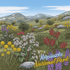 Kosciuszko Alpine Bloom Fridge Magnet